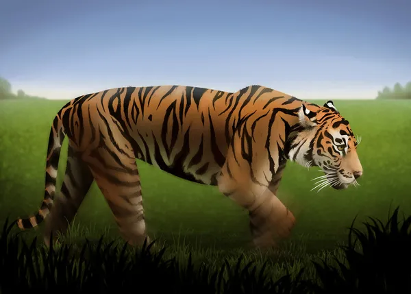 Ilustração tigre — Fotografia de Stock