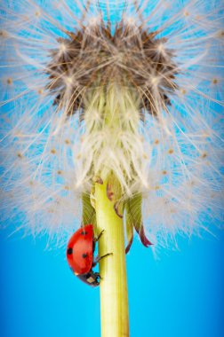 Ladybird on Dandelion clipart