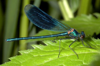 Turquoise damselfly XXL clipart