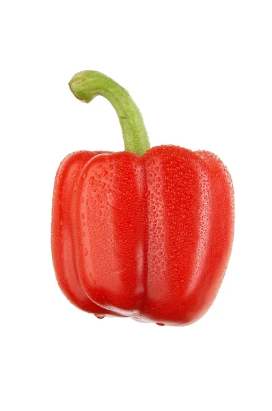 Красный сладкий перец с каплями на белом XXL — стоковое фото