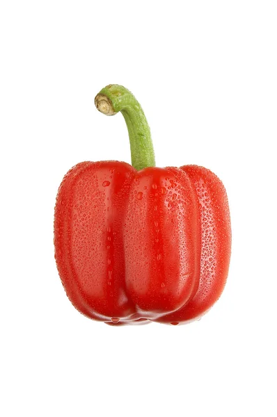 Red sweet pepper with drops on white XXL — Stock Photo, Image