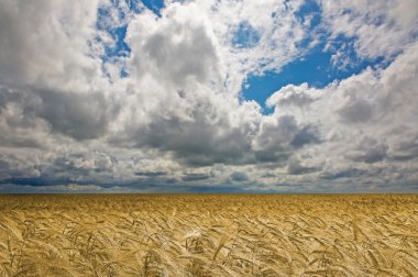 Golden wheat field under an cloudy sky. High Quality XXL! clipart