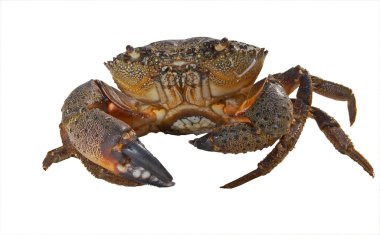 Creep crab isolated on white. XXL clipart