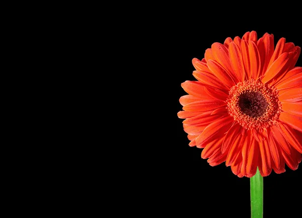 Papatya çiçeği, gerbera siyah fotoğraf. yüksek kaliteli xxl! — Stok fotoğraf