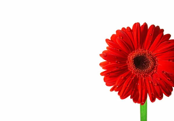 雏菊花，白底红色非洲菊的照片。高品质 xxl! — 图库照片