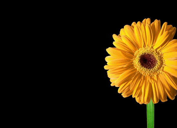 Daisy flor, foto de Gerbera Amarelo em preto. Alta qualidade XXL — Fotografia de Stock