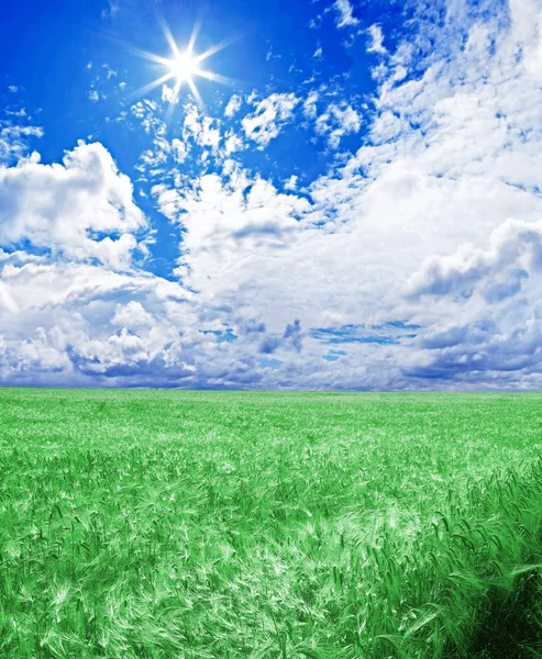 Un campo de trigo verde bajo un cielo azul con el sol en cenit — Foto de Stock