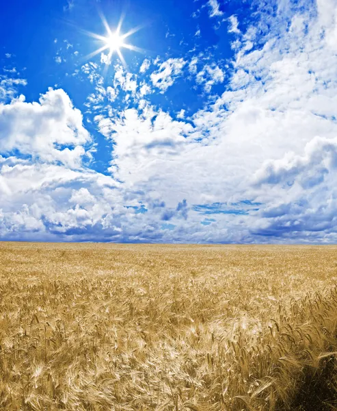 Un campo de trigo dorado bajo un cielo azul con el sol en cenit — Foto de Stock