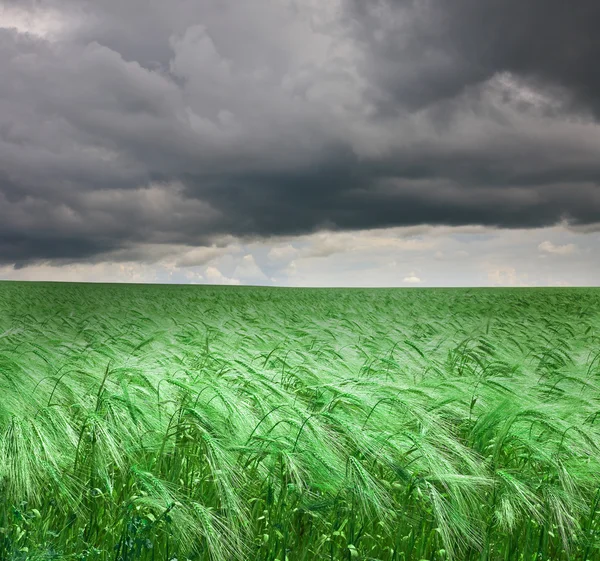 Green wheat field under an dark cloudy sky. High Quality XXL! — Stock Photo, Image