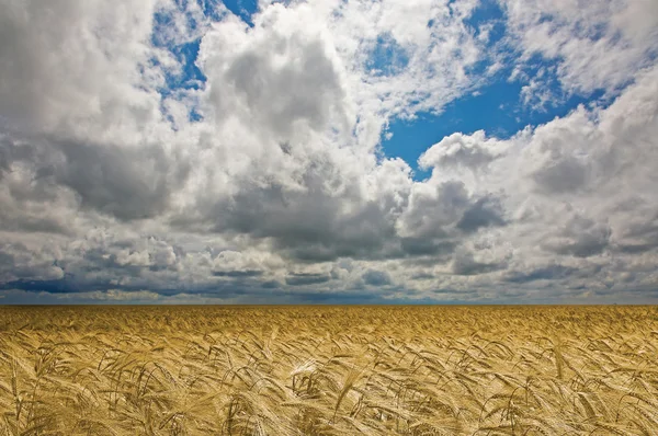 Campo di grano dorato sotto un cielo nuvoloso. Alta qualità XXL ! — Foto Stock