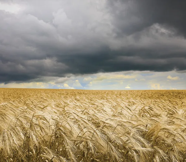 Golden wheat field under an dark cloudy sky. High Quality XXL! — Stock Photo, Image