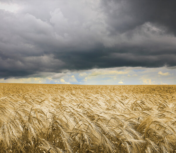 Золотое пшеничное поле под тёмным облачным небом. Высокое качество XXL
!