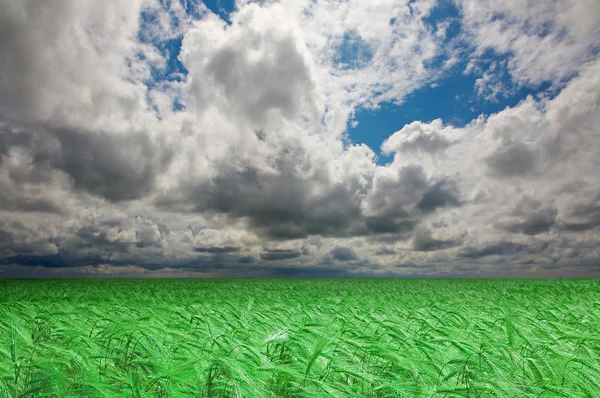 Green wheat field under an cloudy sky. High Quality XXL! — Stock Photo, Image