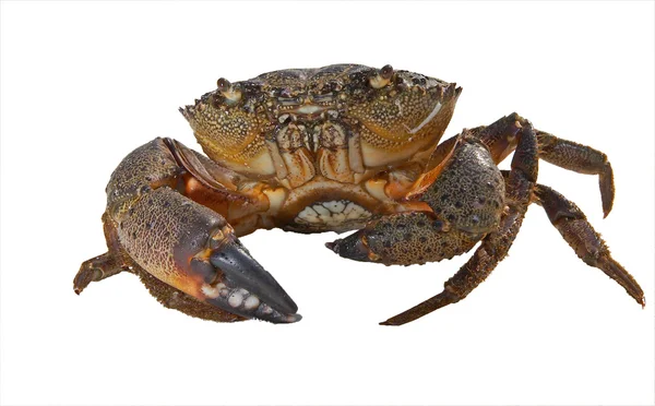 Crabe rampant isolé sur blanc. XXL — Photo
