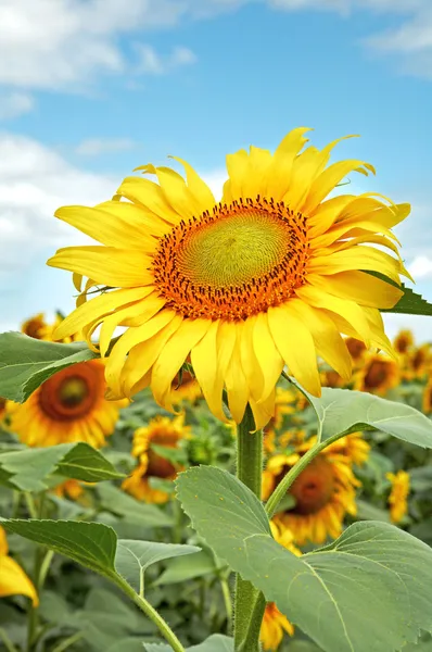 Gelbe Sonnenblumen und blauer Himmel. xxl — Stockfoto