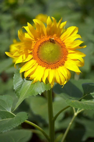 Arı ile güzel ayçiçeği — Stok fotoğraf