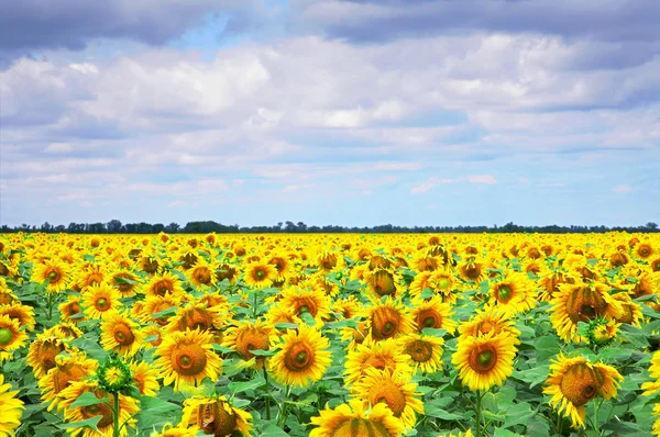 Gebied van zonnebloemen en bewolkte blauwe hemel bij achtergrond. XXL — Stockfoto