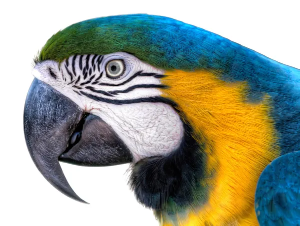 Blå-grön-gul Ara - ara papegoja — Stockfoto
