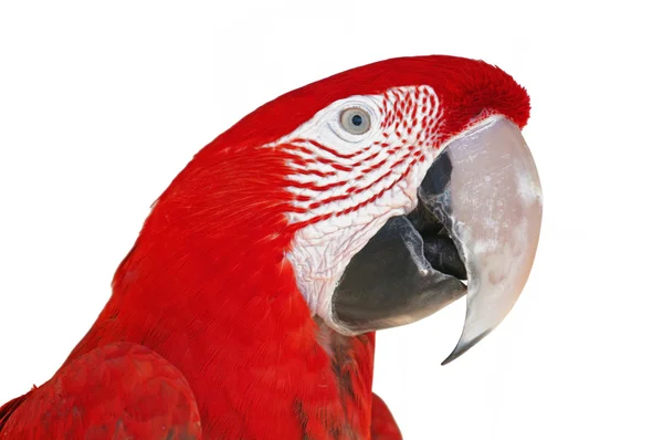 stock image Colorful Ara Parrot isolated on white