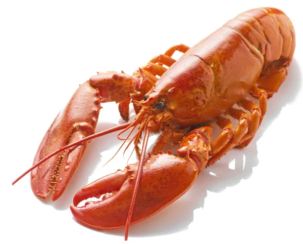 Uma grande lagosta vermelha cozida isolada no fundo branco — Fotografia de Stock