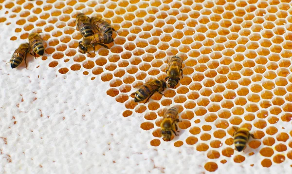 Macro van werkende bijen op honing cellen — Stockfoto