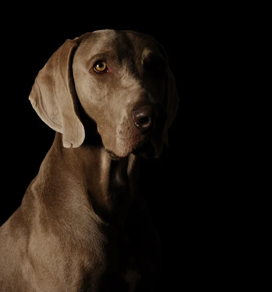 Веймаранерская собака — стоковое фото