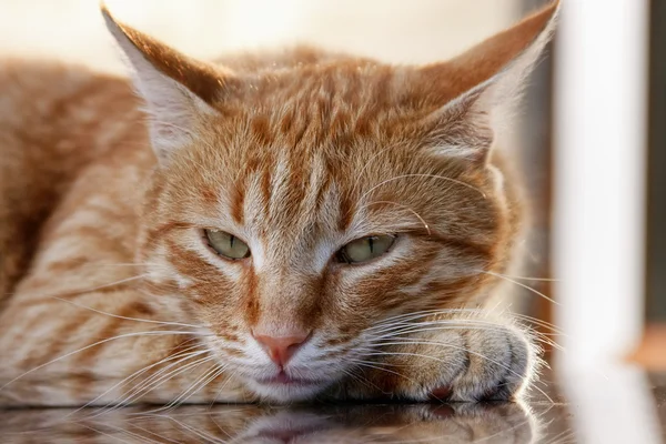 Kırmızı kedi Stok Fotoğraf