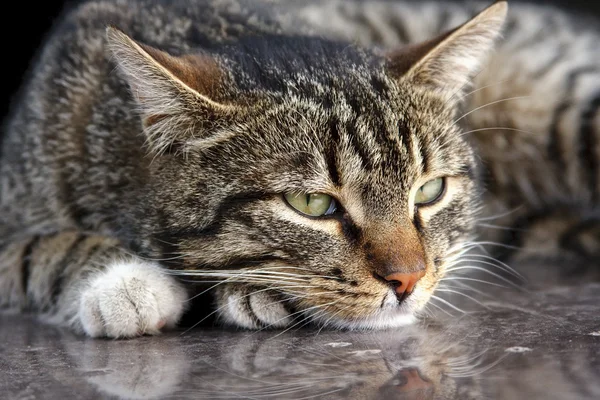 แมวสีเทา — ภาพถ่ายสต็อก
