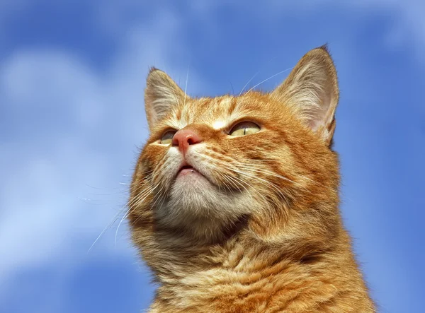 Portrett av katten – stockfoto