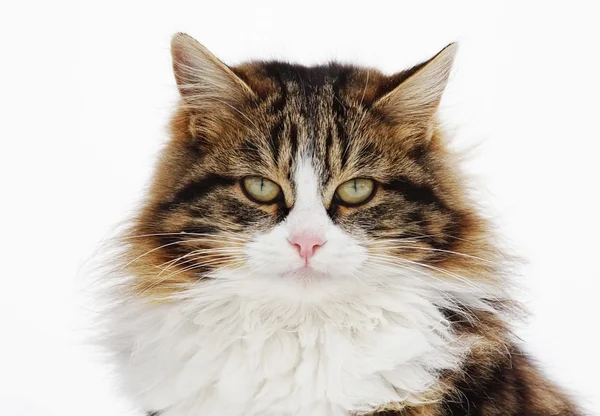 Πορτρέτο της γάτας — Φωτογραφία Αρχείου
