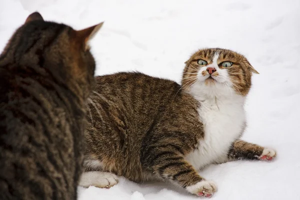 Los gatos pelean — Foto de Stock