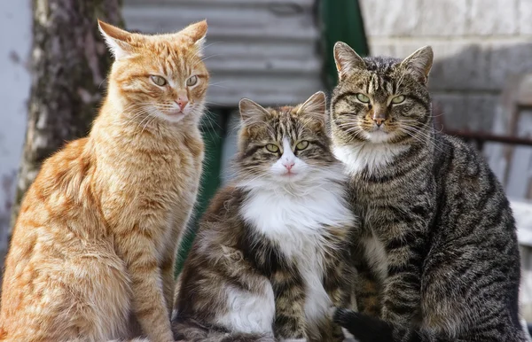De katten trio Stockafbeelding