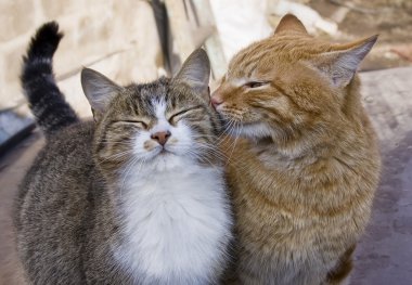 Love couple of cats clipart