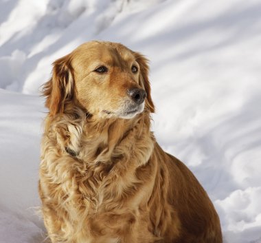 Evin köpeği