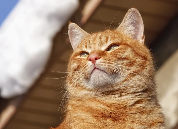 แมวหนา — ภาพถ่ายสต็อก