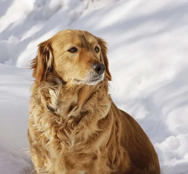 stock image House dog