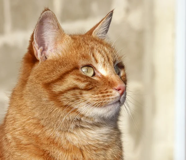 แมวหนา — ภาพถ่ายสต็อก