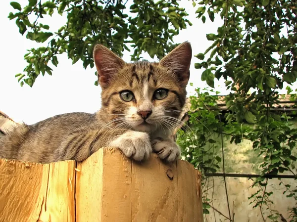 A macska portréja Stock Kép