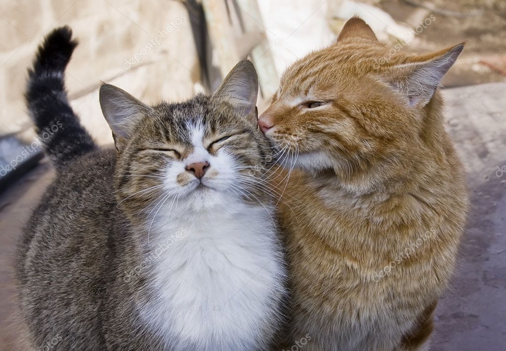 Pictures: cat love | Love couple of cats — Stock Photo © andreyfotograf