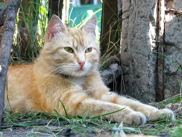 แมวสีแดง — ภาพถ่ายสต็อก