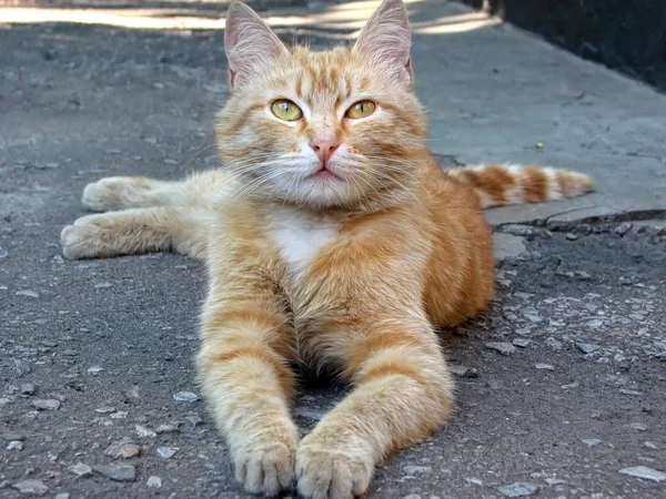 Vörös macska — Stock Fotó