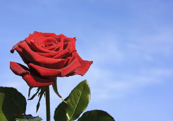 红玫瑰 免版税图库图片