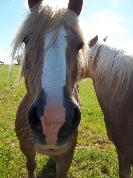 stock image Horse