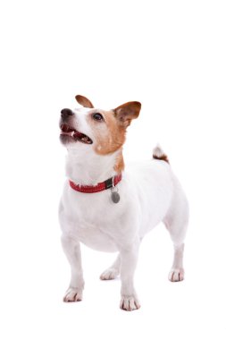 Jack Russel terrier clipart