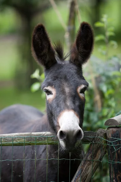 stock image Cute donkey