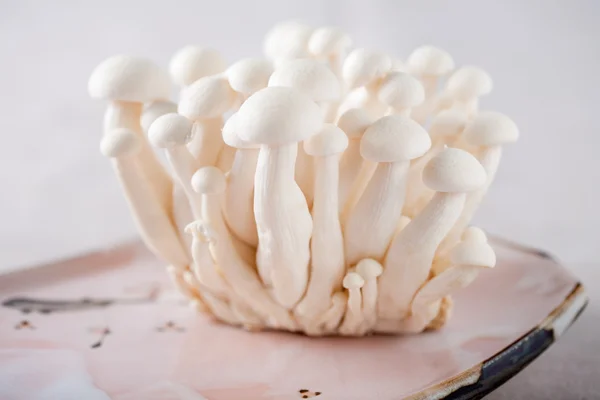 stock image Shimeji mushrooms