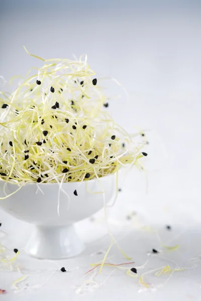Sprouts of leek — Stock Photo, Image