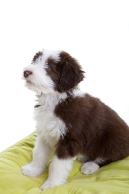 Bearded collie pup clipart