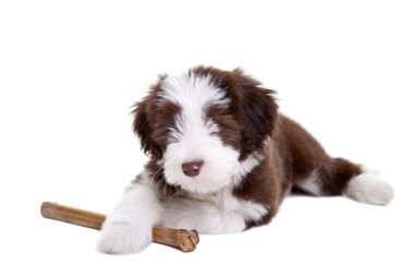 Bearded collie pup clipart