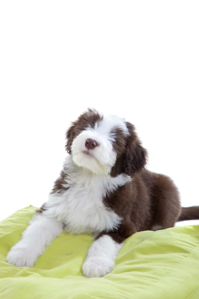 Bearded collie pup — Stockfoto